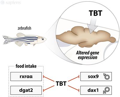 Tributyltin and Zebrafish: Swimming in Dangerous Water